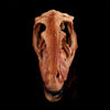 Crâne Long de Dinosaure - Dino Jurassic