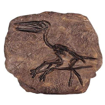  Fossile Dinosaure Oiseau - Dino Jurassic