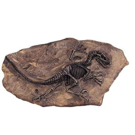 Fossile Vélociraptor - Dino Jurassic