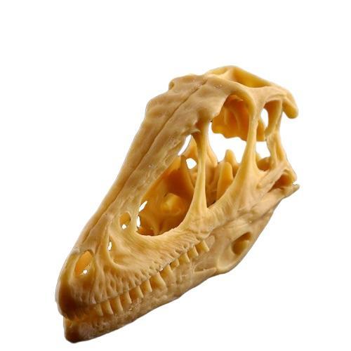 Réplique Crâne Dinosaure - Dino Jurassic
