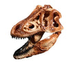 Reproduction Crâne Dinosaure - Dino Jurassic