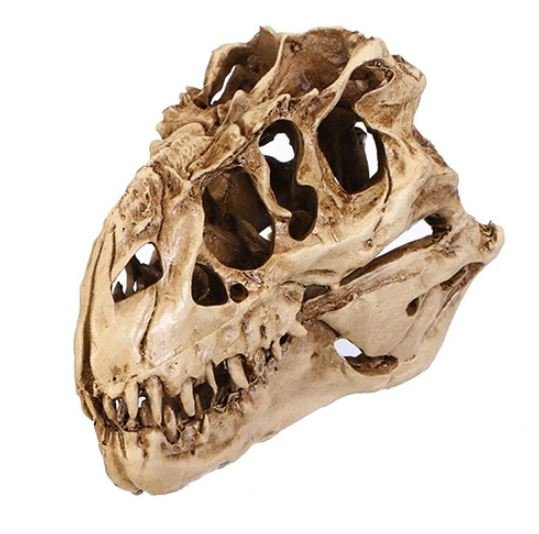 Crâne Redoutable T. Rex