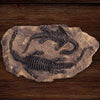 Fossile de Plésiosaure - Dino Jurassic