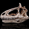 Réplique Crâne Allosaurus - Dino Jurassic