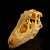 Réplique Crâne de Dinosaure - Dino Jurassic