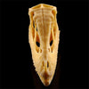 Réplique Crâne Dinosaure Face Avant - Dino Jurassic