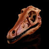 Dinosaure à Crâne Long - Dino Jurassic