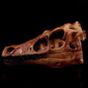 Crâne Long Dinosaure - Dino Jurassic