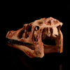 Réplique Dinosaure Crâne Long - Dino Jurassic