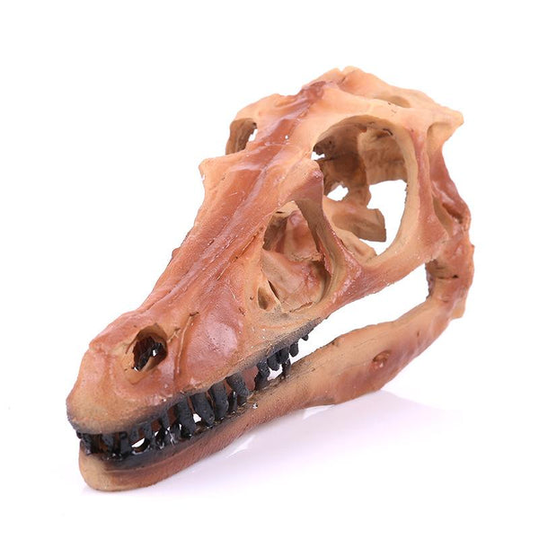Dinosaure Crâne Long - Dino Jurassic