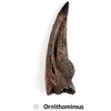 Griffe ornithominus