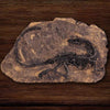 fossile dinosaure en vente - Dino Jurassic